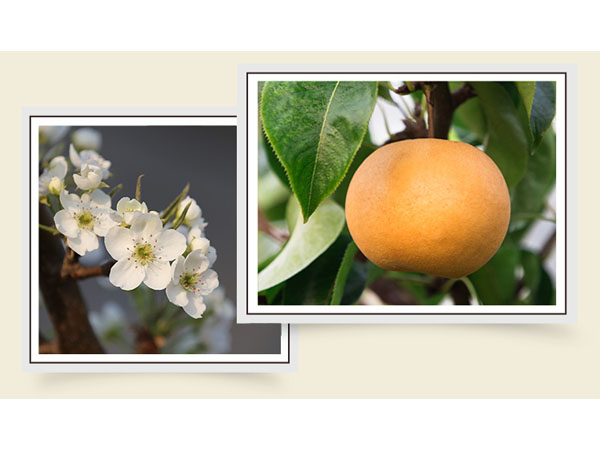 �ƺ�����